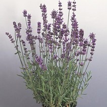 씨앗/ 허브-라벤다(잉글리쉬라벤다) 문스테드 : 45립 Q1475, 1개
