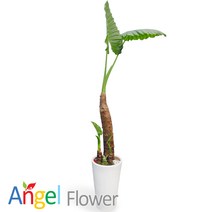 엔젤플라워 초특가 특대형식물 개업화분 축하화분 행운목 황금죽 고무나무 당일배송꽃배달, A08 알로카시아