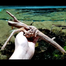 UP 프리미엄 가지유목_중