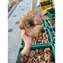 울진 진주농산 국내산 능이버섯 (생 냉동 건조 택1), 냉동능이300g(원물360g손질후 급랭)