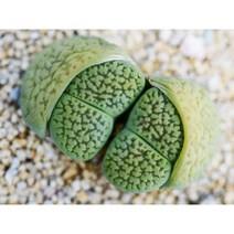 Lithops hookeri V. Dabneri Annarosa 안나로사 씨앗10립 리톱스씨앗, 1개