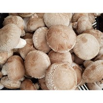 양양표고버섯 선물용 1kg, 4kg, 1개