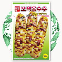 오색옥수수 씨앗 100립 품종 종자, 1개