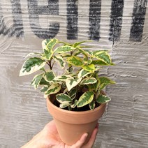 [데일리가든] 미세먼지 냄새제거에 좋은 공기청정식물 산호수, 무늬산호수 이태리 토분