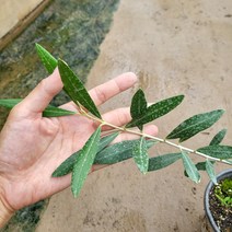 봄바람가든 올리브묘목 씨프레시노 5치포트 올리브키우기 유실수 꼼꼼한포장