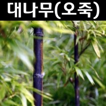 대나무(오죽) 키1.2~1.5m(분) 1개/나무 묘목/상록수/조경용