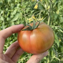 [부산직송]부산 대저 짭짤이 짭짜리 대저토마토 2.5kg, S~3S사이즈2.5kg(짭짤이토마토)