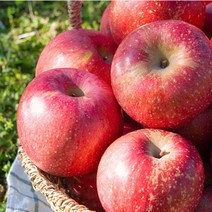 디카운티 사과 청송 부사 꿀사과 가정용 주스용 선물용 명품사과, 04. 선물용 소과 5kg (18과~20과), 1개