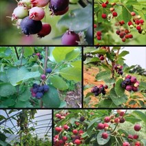 준베리나무묘목 10주