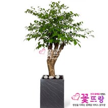 꽃뜨랑 전국배송 대형화분 행운목 해피트리 스투키 금전수 개업화분 당일배송꽃배달, C07 행복나무, 1개