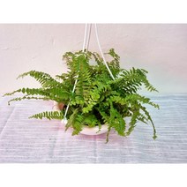 꽃용 보스턴 고사리 걸이 행인 플랜트
