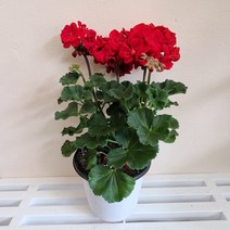 페라고늄단품(색상랜덤) 펠라고늄 제라늄 사계절꽃 꽃모종 봄꽃식물
