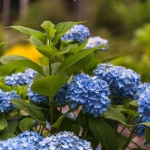 착한가격 나무생각 / 지속개화수국 / 샘퍼플로렌스블루 / C2포트 / 개화주, 1개