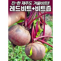 제주도 햇 레드비트&레드비트즙, 레드비트즙 50포 2박스
