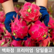[특등급선별] 용과 4.5kg 선물 과일 열대과일 과일추천 맛있는과일 용과 용과먹는법 레드용과 적용과 붉은용과 건조용과 용과선물세트, 본상품선택