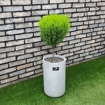 흰내 실내공기정화식물 율마 인테리어 개업 화분 플랜테리어 중형 서울 경기지역만 배송가능, 1개