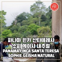 (커피생두) 311 파나마 핀카 산타테레사 소피 게이샤 내추럴 500g, 1개
