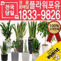 개업화분 인테리어식물 배송 떡갈나무 대엽홍콩 뱅갈고무나무 관음죽 알로카시아 소철 극락조 만냥금 무늬벤자민 파키라, (선택92)칼라유카, 1개