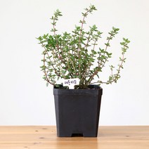 레몬타임 식용허브 화분