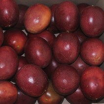 백향과 1KG 국내산 패션후르츠 생과 산지재배, 1개, 백향과 중과 1kg(14~17과내외)