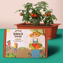 봄꽃화분 식물키우기 미니 화분 정원만들기 열매친구키우기세트(물받침대포함), 본상품선택
