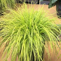 모종/수크령 (리틀골드) 7치포트 G1607, 1개