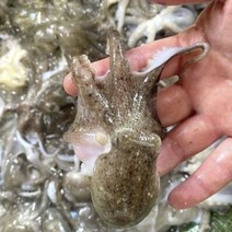 라온장터 알베기 제철 활 쭈꾸미 1kg 10~15미내외
