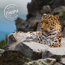 [맥널티 생두] 에티오피아 예가체프 아리차 G1 (Washed), 5kg, 1개