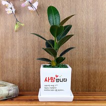 그린조아 맞춤 메세지 실내 공기정화식물 특별한 기념일 고백 가족 연인 선물 화분 금전수 천냥금 스투키 행운목 율마 테이블야자 홍콩야자 금사철 페라고늄 산세베리아 크루시아 아몬드페페, 쇼핑백O