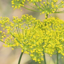 프랑스와즈 펜넬 스윗 에센셜오일, 100ml