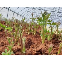 횡성 청정 땅두릅(독활) 불면증 당뇨에 좋은 채소 산지직송 300g/500g/1kg/2kg, 2kg, 1개