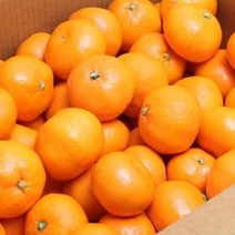 고당도 제주 귤 노지 감귤 5kg, 1box, 5kg L