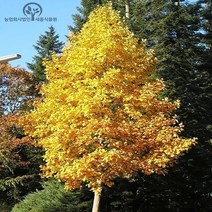 세종식물원 목백합나무 (실생2년) 묘목 10주묶음 - 튤립나무 정원 꽃나무 조경 인테리어