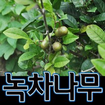 순희농장 녹차묘목 녹차나무묘목 녹차포트5개 30센치전후 2~5가지, 녹차포트30센치전후 2~5가지, 5개