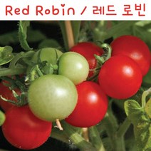 레드로빈 Red Robin 희귀 난쟁이 앉은뱅이 토마토 교육용 체험용키우기 세트