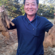 농손 국내산 참마 생마 안동참마 산마 5KG, 꼬다마