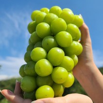 영동 샤인머스켓 2kg (2-4송이내외) 선물용 에어백 포장 / 망고맛 포도