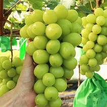 천안 입장 샤인머스켓 포도 2kg, 없음