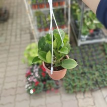 파치클라다호야 매화호야 50~70cm 189, 1개