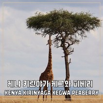 (커피생두) 263 케냐 키린야가 케그와 피베리 500g