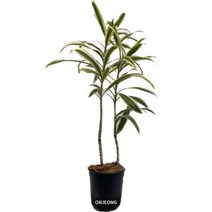 온정농원 송오브인디아 공기정화식물 52cm, 1개