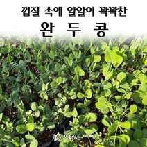[모종심는아빠] 껍질속에 알알이 꽉들어 찬 완두콩, 모종25개