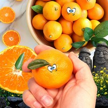 [청년농부] 제주도 서귀포 프리미엄 명품 레드향 고당도 천혜향 한라봉, 제주도 레드향, 가정용 5kg (중소과)