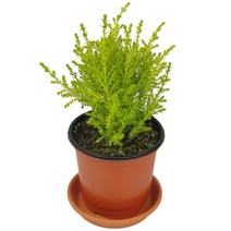 미스터허브 실내 공기정화식물 식용허브 키우기 화분 분갈이 인테리어 식물, 11_율마