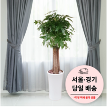 에코플랜트 금전수 개업 화분 집들이 선물 승진 사무실 이전 병원 개원 식당 개업식 축하 화분 배달 [서울 경기 당일배송]<토요일 오후 일요일 주문건 월요일배송>, 08. 파키라, 1개” class=”wr-img”></a></div></p></div></p></div></p></div><div class=