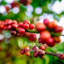 [위트러스트] 콜롬비아 엘 파라이소 리치 200g Columbia El Paraiso/ 스페셜티 커피 원두, 모카포트