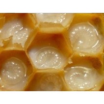 천연 자연산 2023년 햇 생 로얄제리 50g 상주 청정산골 꿀단지, 1개