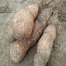 안동마 참마 2022년11월 수확 햇마 산지직송 쌀겨포장 마 5kg 알뜰마 1박스, 5kg 신토불이 웰빙 (중)품