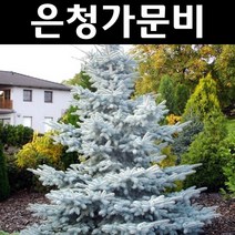 은청가문비(후프시) 접목 묘목 5L포트 1개/정원수 조경수, 1개