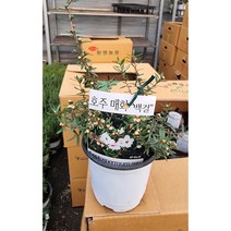 호주매화 백결, 1개